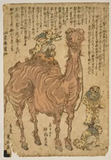 Camel
