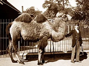 Camel and keeper (probably London Zoo), Victorian period