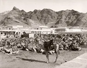Camel Market, Aden, Yemen
