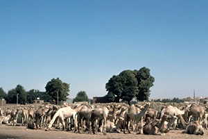 Live Stock Collection: Camel market, Edfu, Egypt