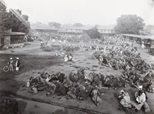 Camel Market, Peshawar, India, Pakistan, North west Frontier Camel Market, Peshawar, India, Pakistan, North west Frontier