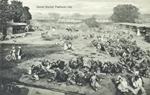 Camel Market, Peshawar, Pakistan