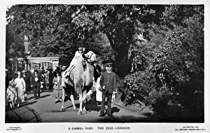 Camel ride at London Zoo