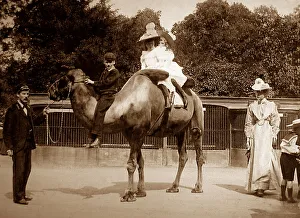 Camel ride at a Zoo