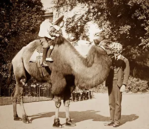 Camel ride at a zoo