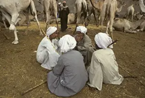 Dromedary Prints: Camel traders at Birqash Camel Market near Cairo, Egypt