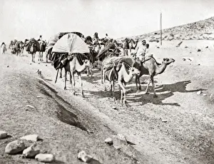 Camel train in the Algerian Sahara, circa 1890