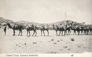 Camel Train in Australia
