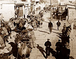 Peking Prints: Camel train, Beijing, China
