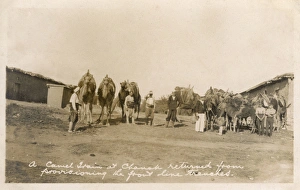 Camel train at Cannakale, Turkey - Chanak Crisis Camel train at Cannakale, Turkey - Chanak Crisis