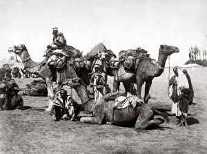 Camel train resting, Egypt. c. 1890 s