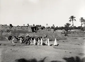 Biskra Prints: Camel train at the ruins of old Biskra, Algeria