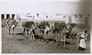 Saudi Prints: Camel Train Saudi Arabia Sailor Jeddah Jedda