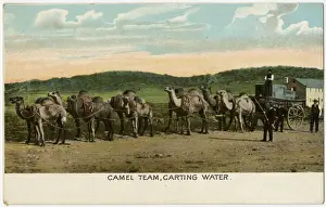 Carting Prints: Camel Train, Western Australia - Carting Water