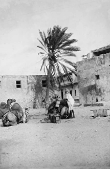 Images Dated 17th June 2016: Camel transport in Kismayo, Somalia, East Africa