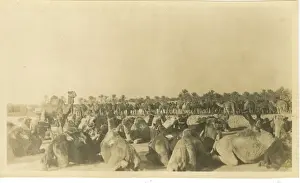 Camels Prints: Camel Unit, Basra, Iraq, WW1