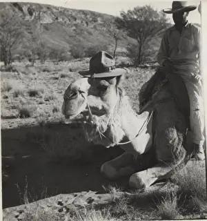 Outback Prints: Camel wearing scout hat, Australia