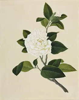 Camelia cv