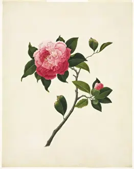 Reeves Prints: Camelia sp. camelia