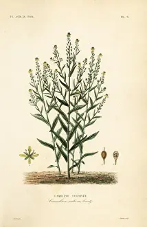 Planets Prints: Camelina or false flax, Camelina sativa
