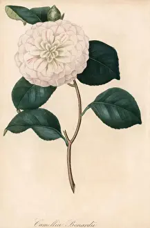 Camellia Bonardii