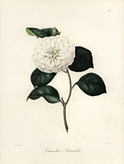 Japonica Collection: Camellia bonardii