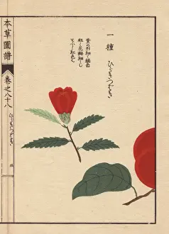 Honzo Prints: Camellia bud, Hiraki tsubaki, Thea japonica Nois