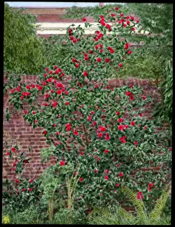 Camellia bush growing in a garden