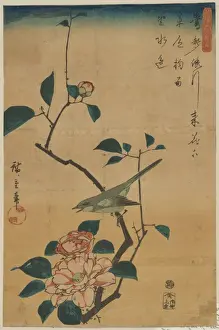 Warbler Prints: Camellia and Bush Warbler
