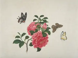 Camellia Prints: Camellia with butterflies