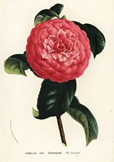 Camellia Prints: Camellia cultivar, Corradino, Camellia japonica