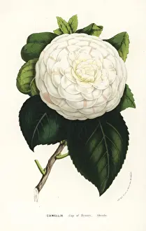 Camellia Prints: Camellia cultivar, Cup of Beauty, Camellia japonica