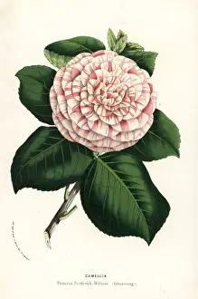 Camellia cultivar, Princess Frederick William