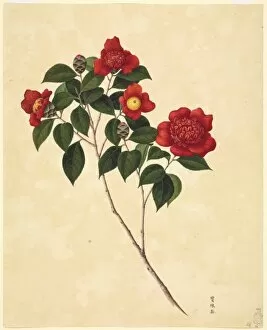 Ericales Collection: Camellia cv