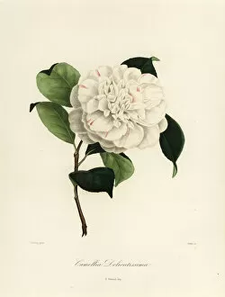 Images Dated 21st April 2020: Camellia delicatissima
