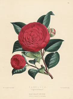 Camellia Prints: Camellia Eugene de Massina