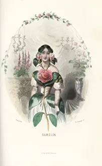 Petals Prints: Camellia flower fairy, Camellia japonica