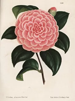 Camellia Collection: Camellia hybrid, Bertha Giglioli, Camellia japonica
