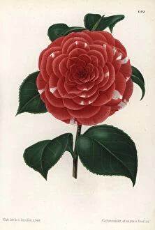 Japonica Collection: Camellia hybrid, Don Carlos Ferdinando, Camellia japonica