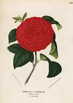 Japonica Collection: Camellia hybrid, Il Giogello, Camellia japonica