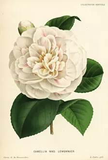 Camellia Collection: Camellia hybrid, Madame Lemonnier, Camellia japonica