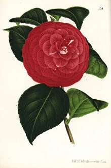 Camellia Collection: Camellia hybrid, Marchesa Davia, Camellia japonica