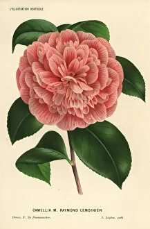 Camellia hybrid, Raymond Lemoinier, Camellia japonica