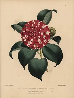 Honywood Prints: Camellia hybrid Souvenir d Emile Defresne