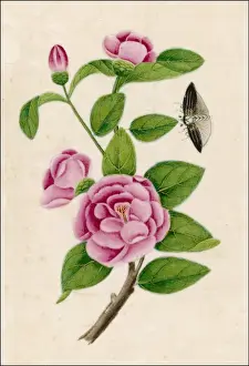 Camellia & Insect