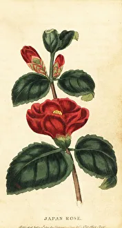 Camellia Prints: Camellia or Japan rose, Camellia japonica