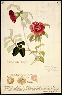 Camellia japonica, camellia
