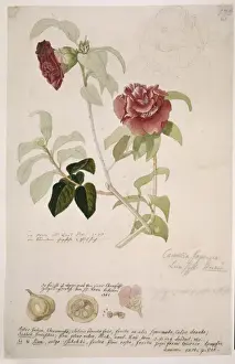 Ehret Prints: Camellia japonica, camellia