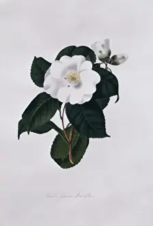 Camellia Prints: Camellia japonica flore albo, camellia