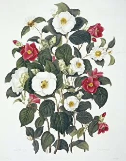 Ericales Collection: Camellia japonica, Japan rose